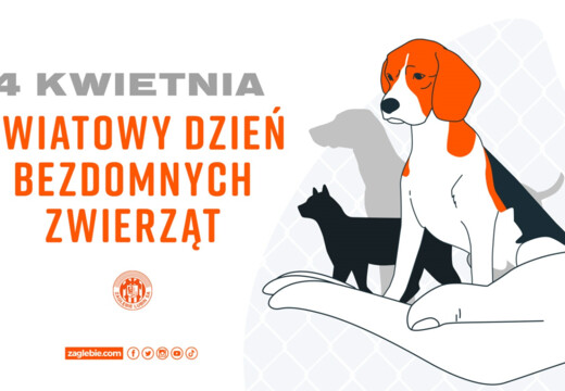 Światowy Dzień Bezdomnych Zwierząt